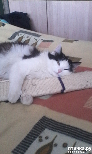 фотография: Кот по имени Сосисыч 2 фото: Кот по имени Сосисыч 2