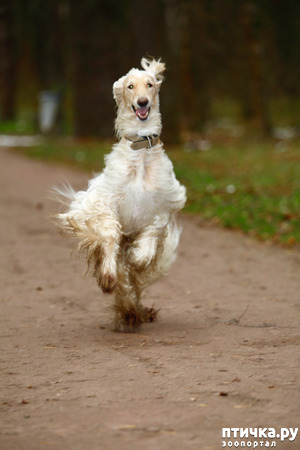 фотография: Купить гетры для Афганской борзой фото: Купить гетры для Афганской борзой