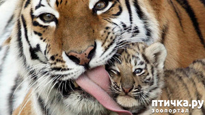 ����: ��� �� ��� �������? 6. �����