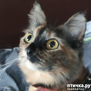 ����: ��� �������. ������ ����.