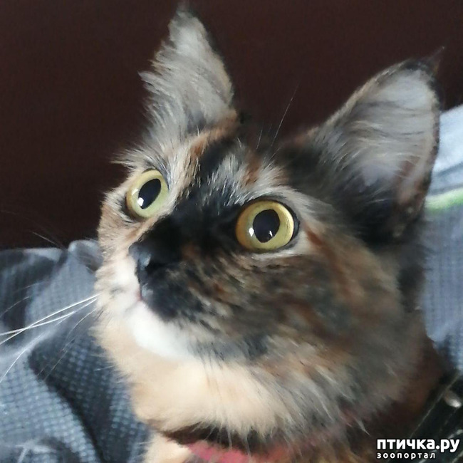 ���� 1: ��� �������. ������ ����.