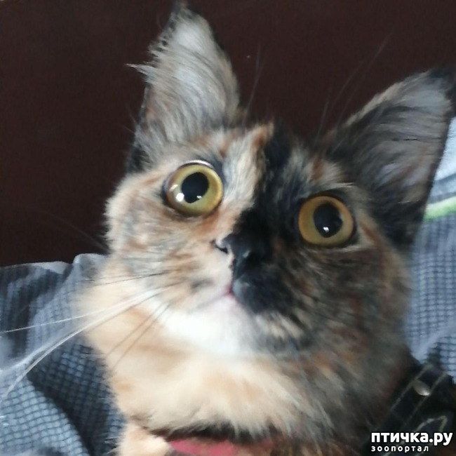 ���� 6: ��� �������. ������ ����.