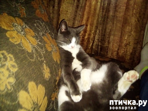 фото: Персональное дело серого кота.