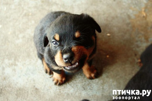 ����: ������� (�������)