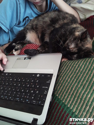 ����: ���������-���������