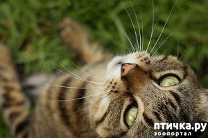 ����: ��������