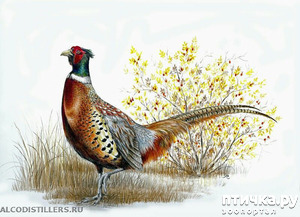 ����: ������� � ���, ��� �� ������ �� ���� ���������.