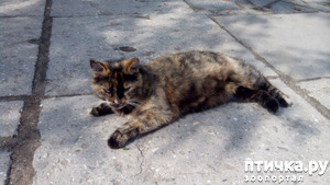 ����: ������� �����