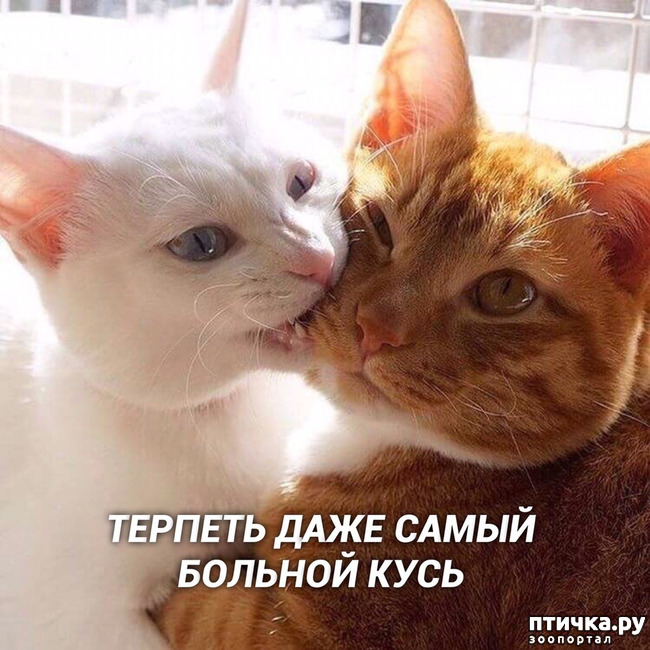 ���� 2: ������, ���...