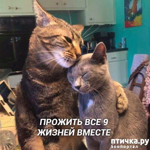 ����: ������, ���...