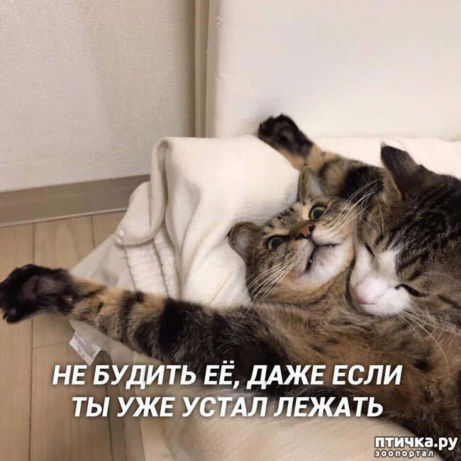 ���� 4: ������, ���...