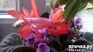 фотография: Цветочки на подоконнике фото: Цветочки на подоконнике