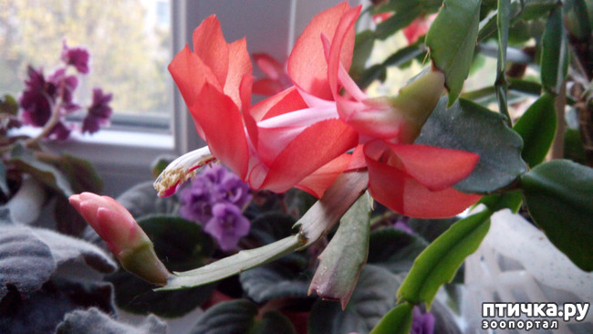 ���� 2: �������� �� �����������