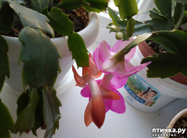 ���� 3: �������� �� �����������