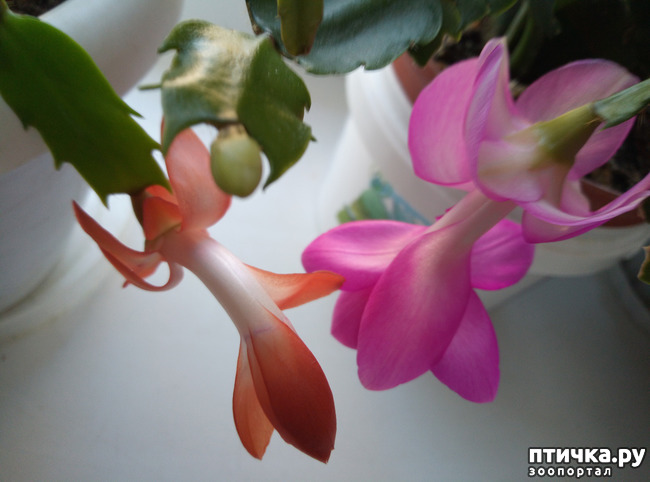 ���� 4: �������� �� �����������