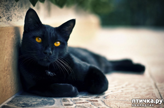 ���� 1: ���� ������ ������ ����� � ������ (�� ���������)