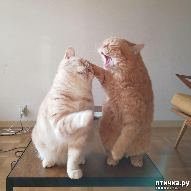 ���� 6: ����� ����� ���� ������, � �� ����� �����-��! ��� ���� � ����