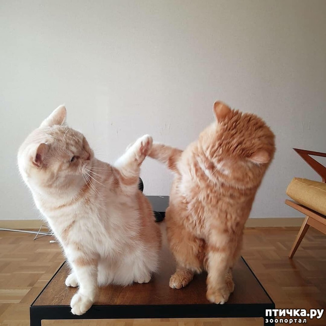 ���� 9: ����� ����� ���� ������, � �� ����� �����-��! ��� ���� � ����