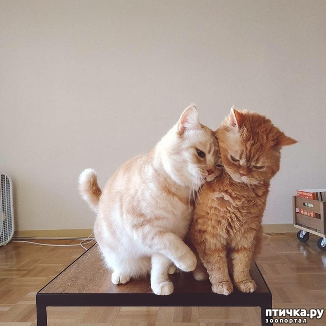 ���� 4: ����� ����� ���� ������, � �� ����� �����-��! ��� ���� � ����