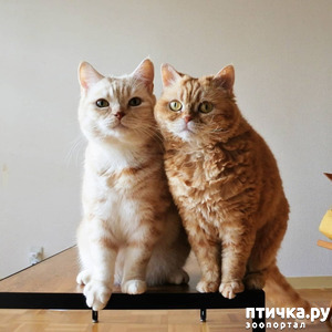 ����: ����� ����� ���� ������, � �� ����� �����-��! ��� ���� � ����