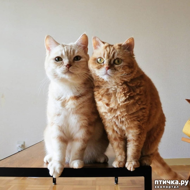 ���� 1: ����� ����� ���� ������, � �� ����� �����-��! ��� ���� � ����