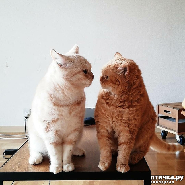 ���� 3: ����� ����� ���� ������, � �� ����� �����-��! ��� ���� � ����