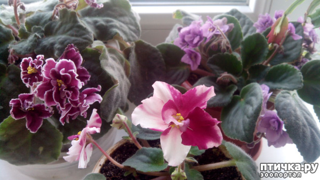 ���� 11: �������� �� �����������