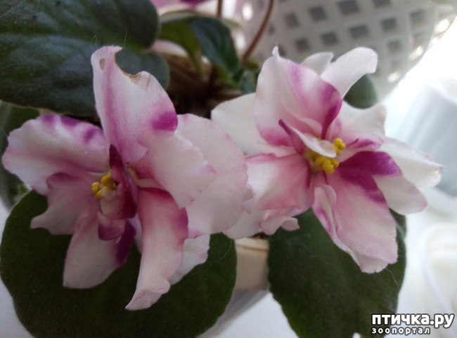 ���� 12: �������� �� �����������