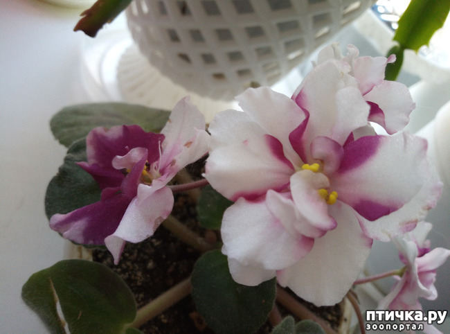 ���� 13: �������� �� �����������