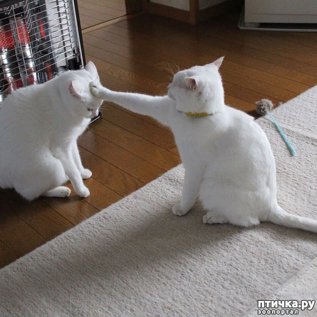 ���� 10: ����� ����� ���� ������, � �� ����� �����-��! ��� ���� � ����