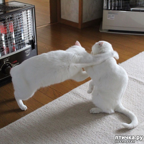 ���� 11: ����� ����� ���� ������, � �� ����� �����-��! ��� ���� � ����