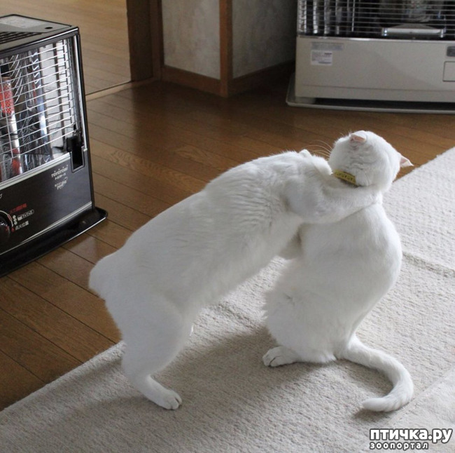 ���� 12: ����� ����� ���� ������, � �� ����� �����-��! ��� ���� � ����