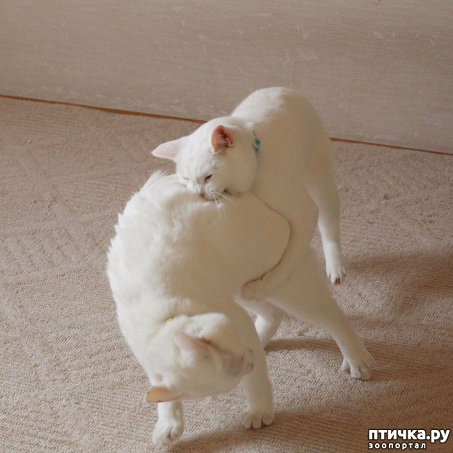 ���� 17: ����� ����� ���� ������, � �� ����� �����-��! ��� ���� � ����