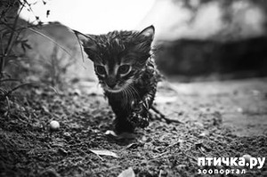 ����: ���Ĩ���