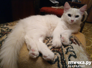 фотография: Снова Беляш отличился фото: Снова Беляш отличился