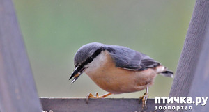 фотография: Поползень обыкновенный - что за птица? фото: Поползень обыкновенный - что за птица?