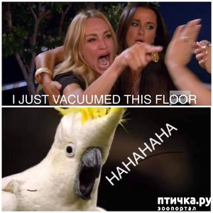 фотография: FB: попугай какаду/Я только пропылесосила этот пол фото: FB: попугай какаду/Я только пропылесосила этот пол