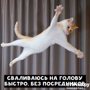 фотография: Резюме от котиков фото: Резюме от котиков
