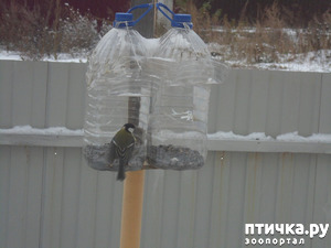 фотография: Как мы птичек подкармливаем фото: Как мы птичек подкармливаем