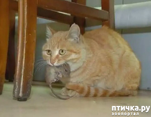 фотография: КУРОЧКА РЯБА (по новому) фото: КУРОЧКА РЯБА (по новому)