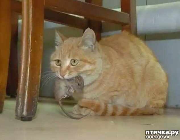 ���� 1: ������� ���� (�� ������)