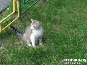 фотография: Вечер кошкомамы фото: Вечер кошкомамы