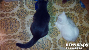 фотография: Подайте, кто сколько может фото: Подайте, кто сколько может