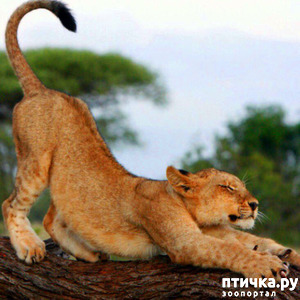 фотография: Котики есть котики! фото: Котики есть котики!