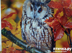 фотография: Совушка прилетела фото: Совушка прилетела