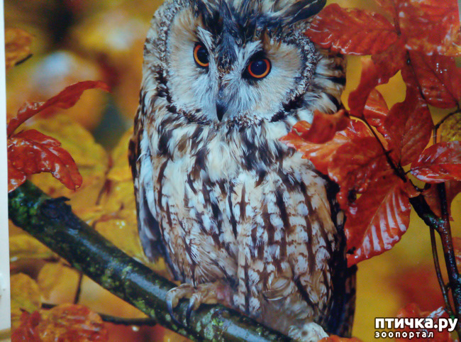 ���� 1: ������� ���������