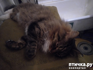 фотография: Когда утром в субботу не охота заниматься делами, я хожу и... фото: Когда утром в субботу не охота заниматься делами, я хожу и...