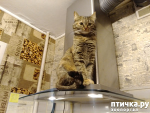 фотография: Помощница. фото: Помощница.