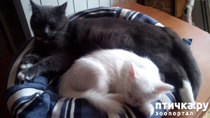 фотография: Вдвоем так сладко спится фото: Вдвоем так сладко спится