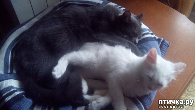 ���� 4: ������ ��� ������ ������